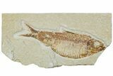 Fossil Fish (Knightia alta) - Wyoming #224524-1